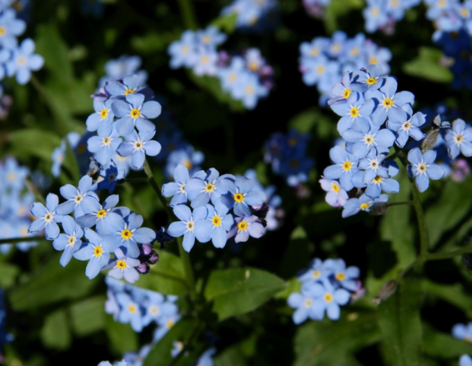 Floare de nu-mă-uita