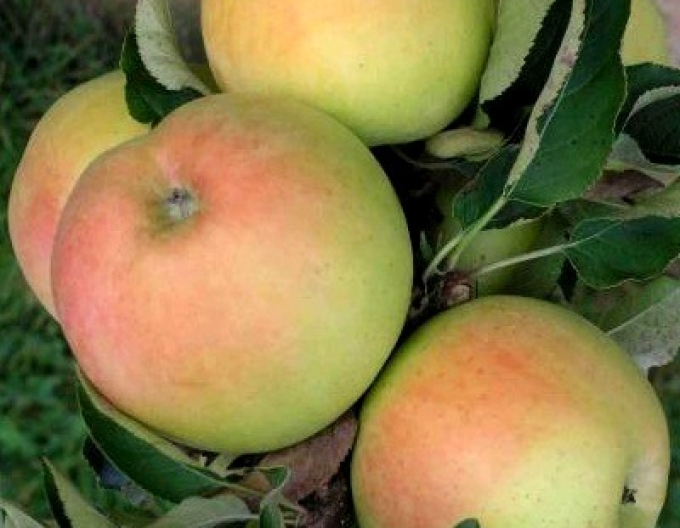 Măr columnar ´Goldcats´