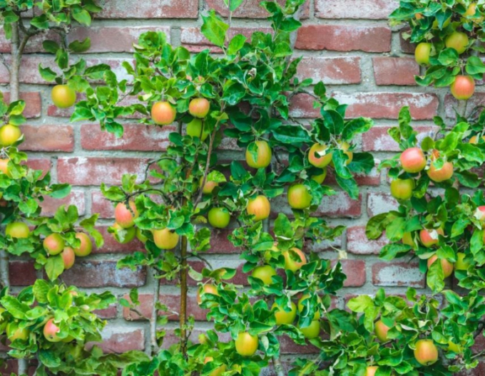 Măr columnar ´Goldcats´