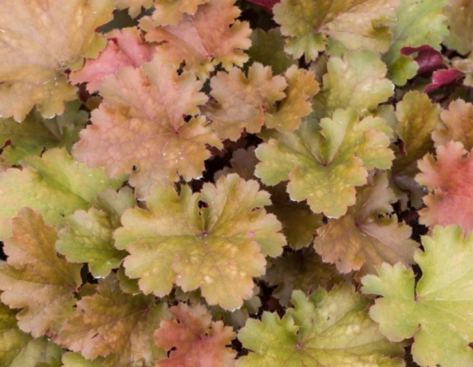 Heuchera hibrid Amberosus