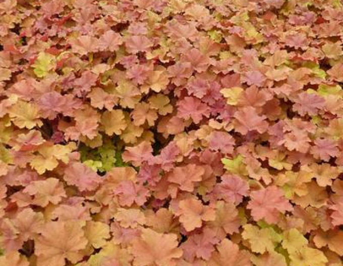 Heuchera hibrid Amberosus