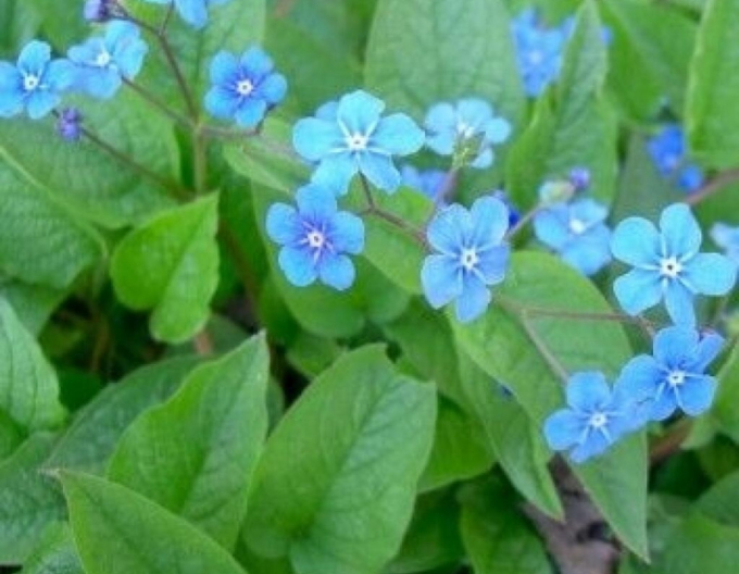 Brunera cu frunze mari