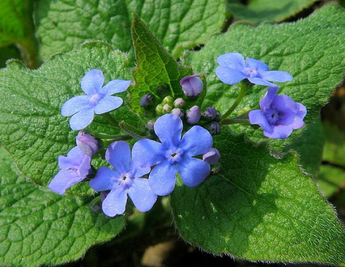 Brunera cu frunze mari