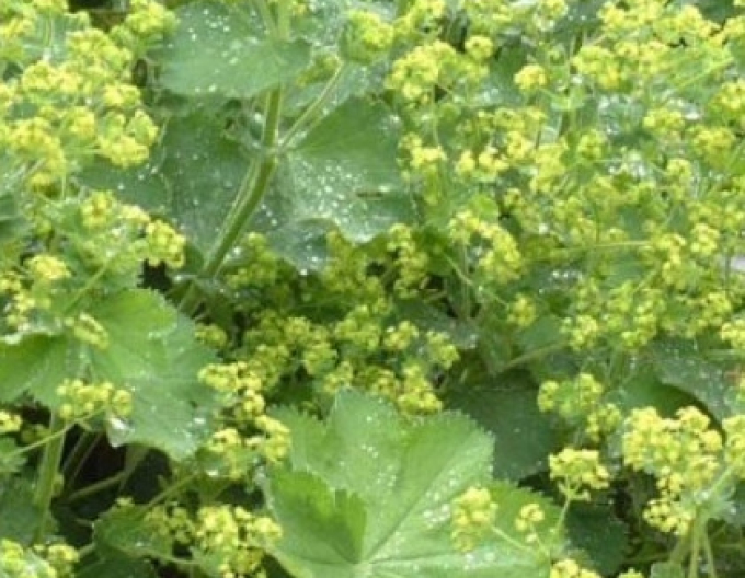 Alchemilla moale ´Irish Silk´