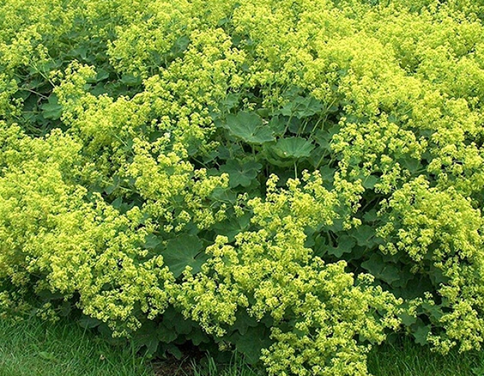 Alchemilla moale ´Irish Silk´