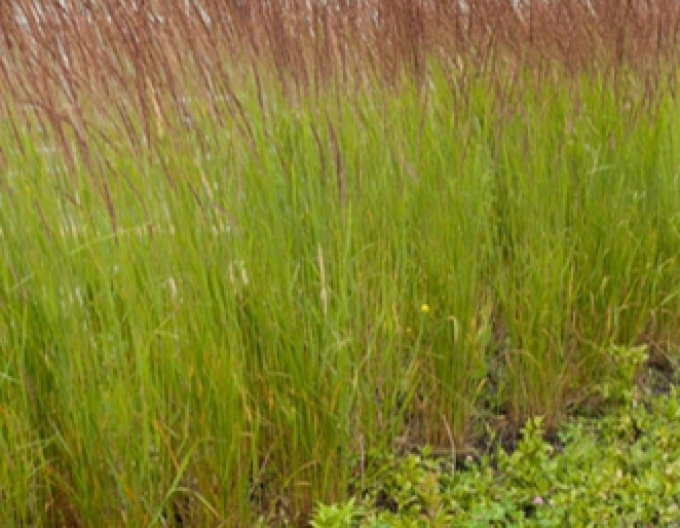 Calamagrostis ´Karl Foerster´ 9x9