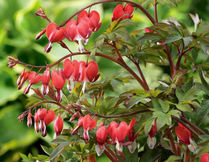 Dicentra -Cerceii Doamnei ´Valentine´