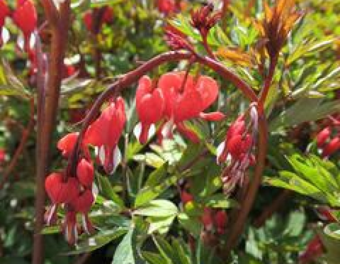 Dicentra -Cerceii Doamnei ´Valentine´