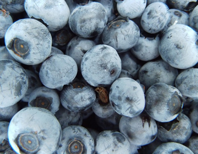 Afin canadian ´Nelson´