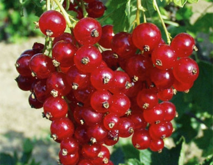 Coacăz roșu "Tatran" tufă