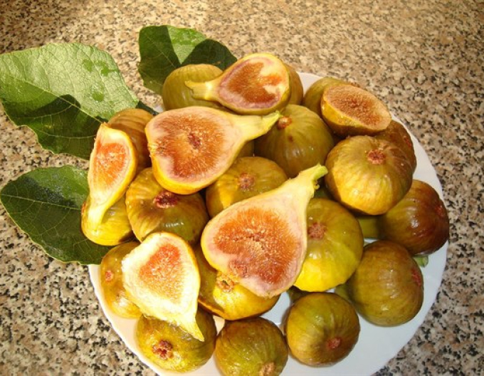 Fic rezistent Francuesco