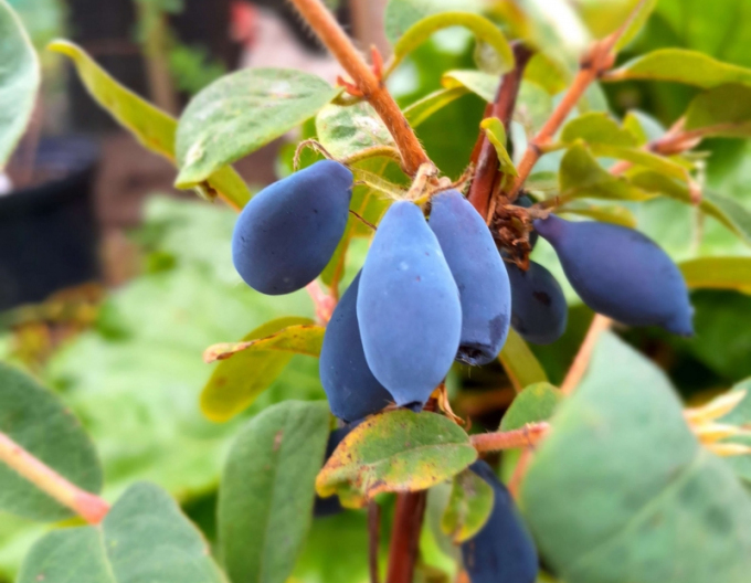 Cătină albastră de Kamceatka "Sinij Utes