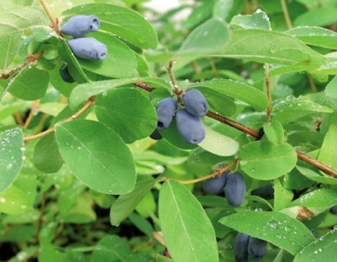 Cătină albastră de Kamceatka "Sinij Utes