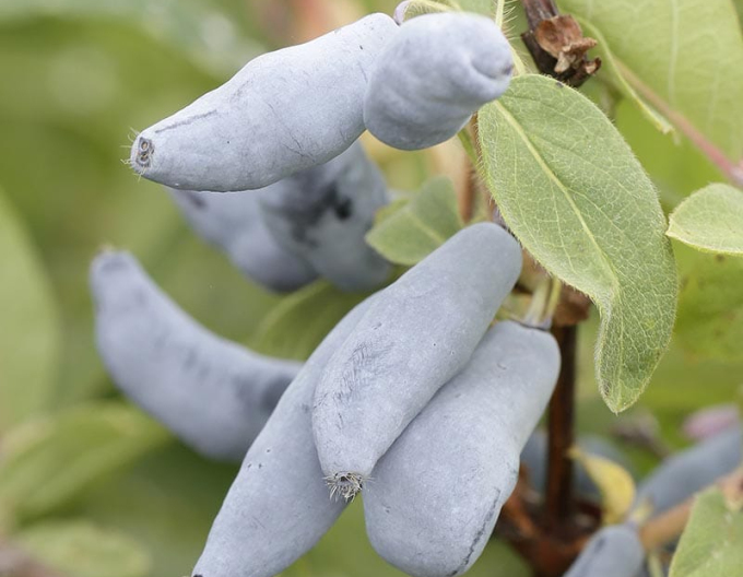 Cătină albastră de Kamceatka ´Vostorg´