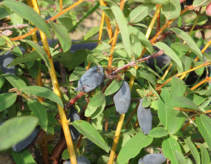 Cătină albastră de Kamceatka ´Vostorg´