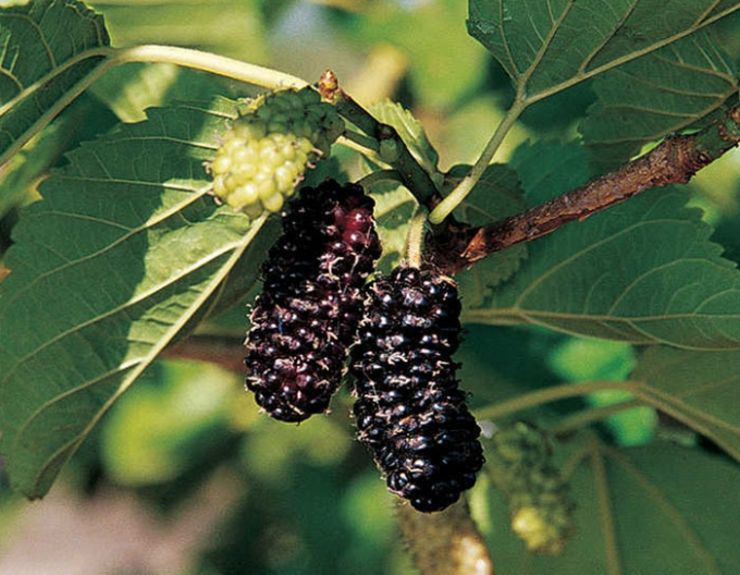 Dud ´Illinois Everbearing´