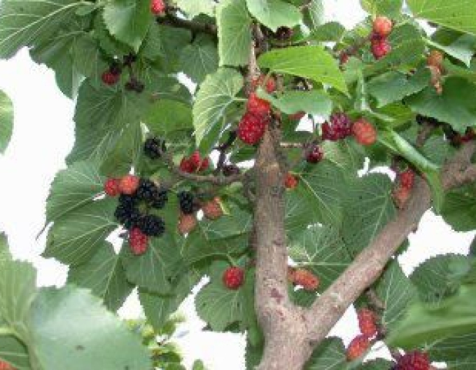 Dud  ´Gerardi Dwarf´