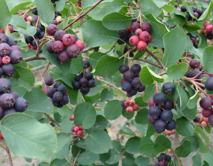 Afin canadian - Amelanchier alnifolia Honeywood