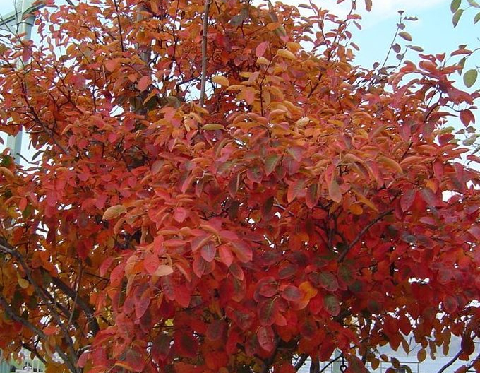 Afin canadian - Amelanchier alnifolia Honeywood