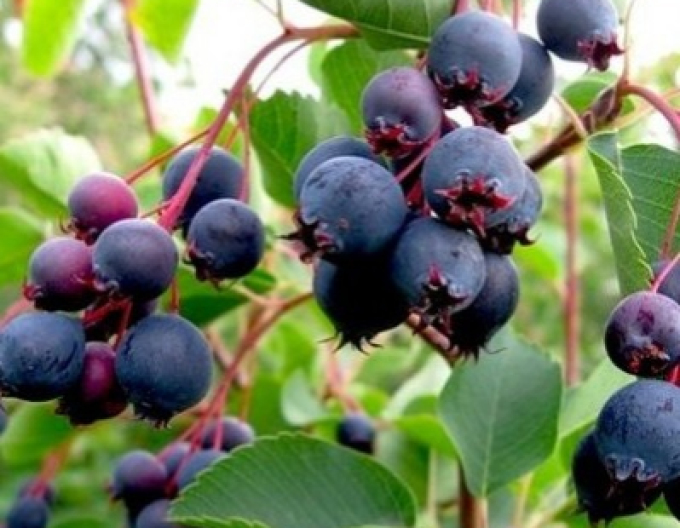 Afin canadian  - Amelanchier alnifolia  ´Northline´