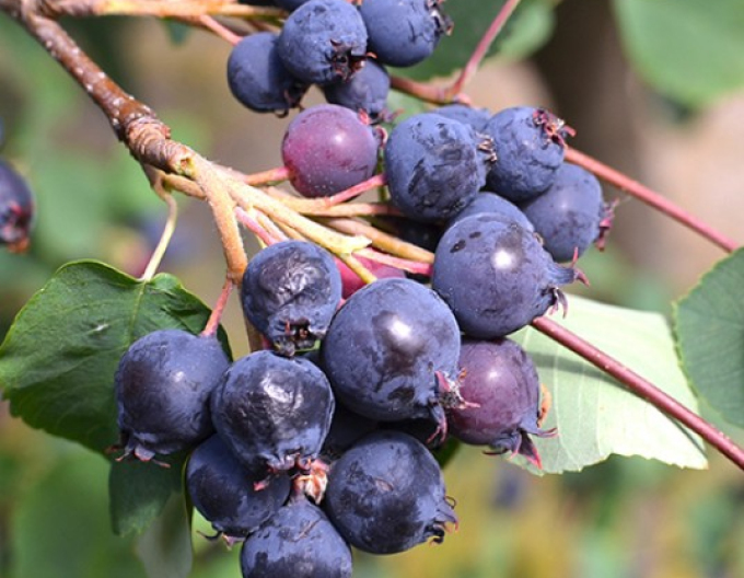 Afin canadian  - Amelanchier alnifolia  ´Northline´