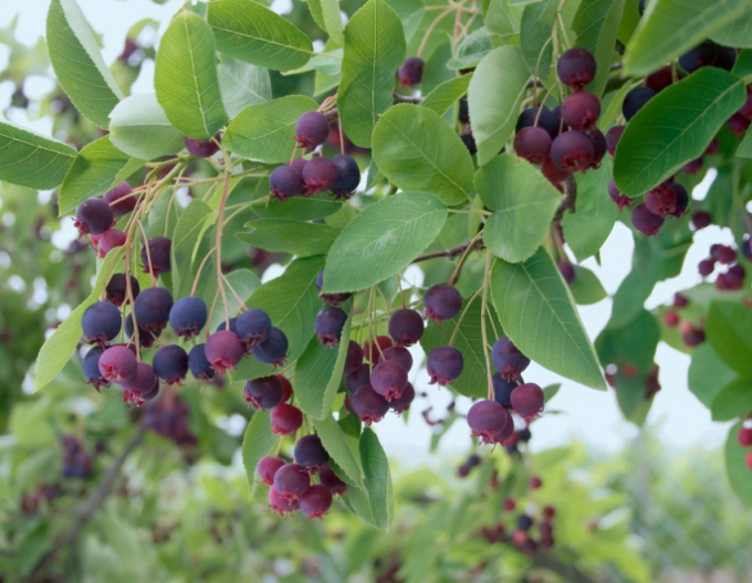 Afin canadian "Martin