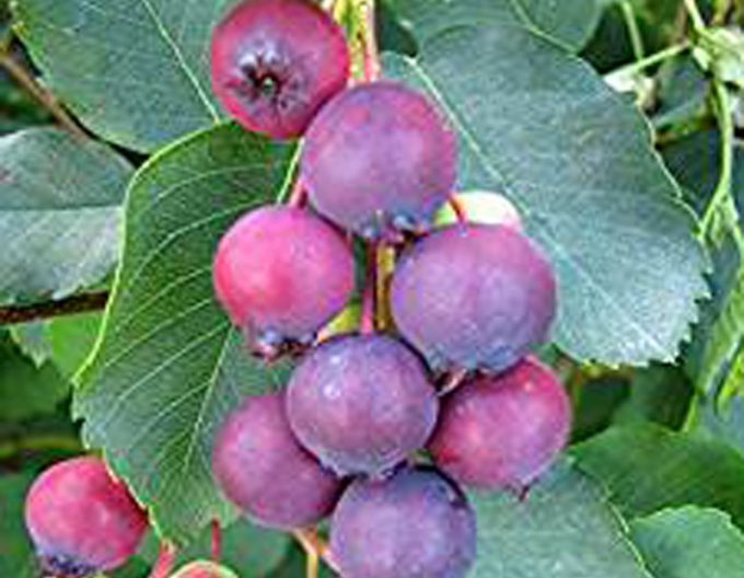 Afin canadian "Martin