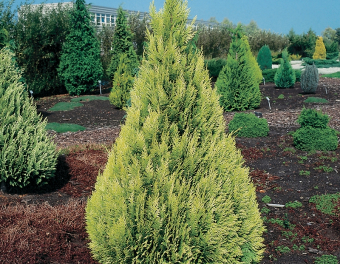 Chamaecyparis junifera "Yvonne"