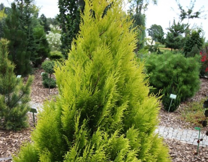 Thuja ´4ever Gold´
