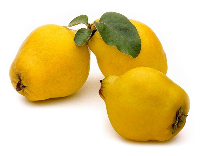 Gutui „Vranja”, portaltoi Dula, rădăcină liberă