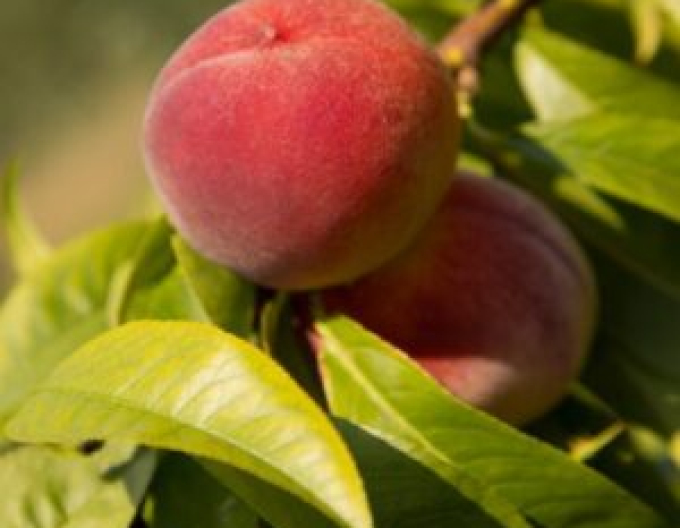 Piersic pitic Mini ´HONEY RED´, sub. Răsad, liber.