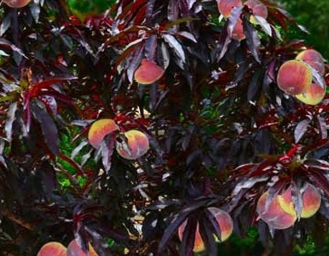 Piersic pitic Mini ´HONEY RED´, sub. Răsad, liber.