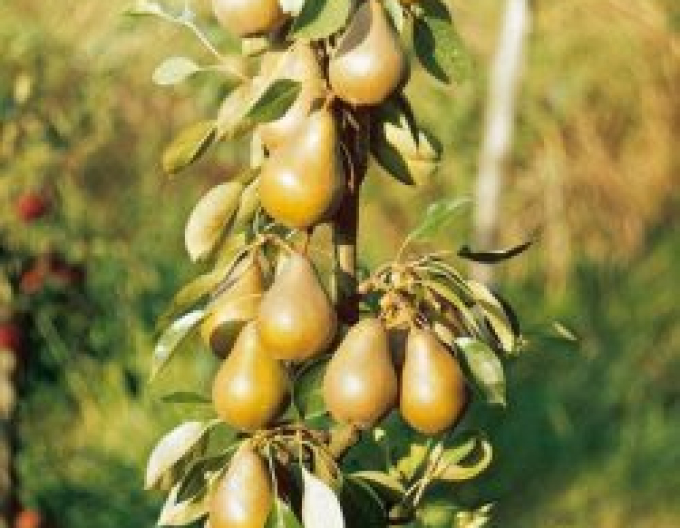 Pere coloană ´ZLATA´