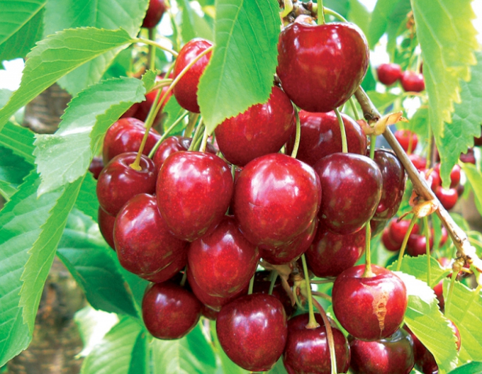 Cireș ´KORDIA´ târzie, portaltoi Colt, rădăcină liberă