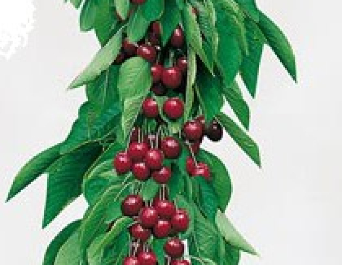 Cireș columnar Dark