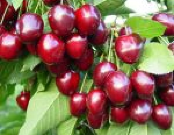 Cireș columnar Dark