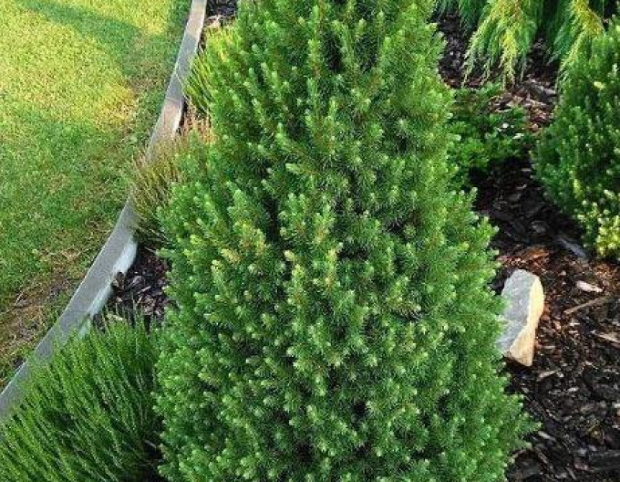 Molid alb ´Decembrie´