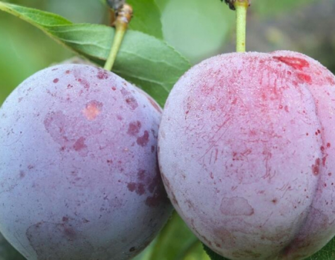 Prun  Japanese ´Laroda´, sub. Myrobalan, cont. 5l