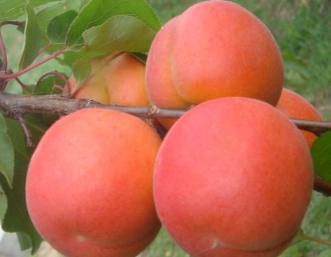 Caisă ´Marlen´ timpurie, sub. Myrobalan, rădăcină liberă.