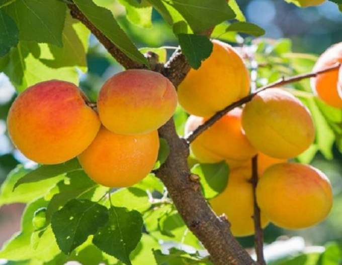 Cais ‘Harcot’, semitimpuriu, portaltoi Myrobalan, rădăcină liberă