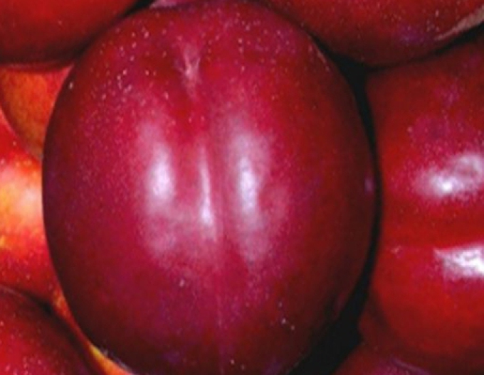 Nectarine ´Flavertop´ timpurie, portaltoi. GF677, liber.