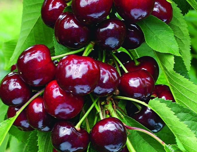 Cireș ´Tamara´ Columnar pitic târziu