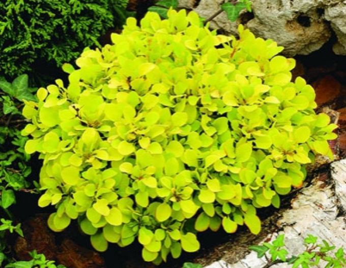 Berberis thunbergii "Tiny Gold"