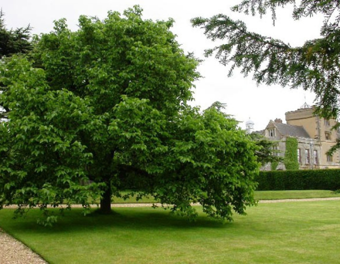 Dud  negru ´Trnavská´