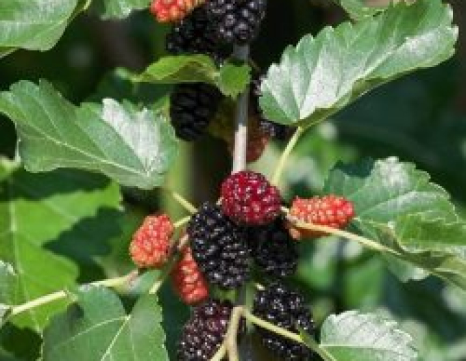 Dud  negru ´Trnavská´