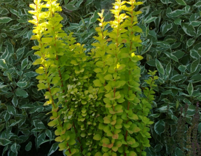 Berberis thunbergii "Golden Rocket"