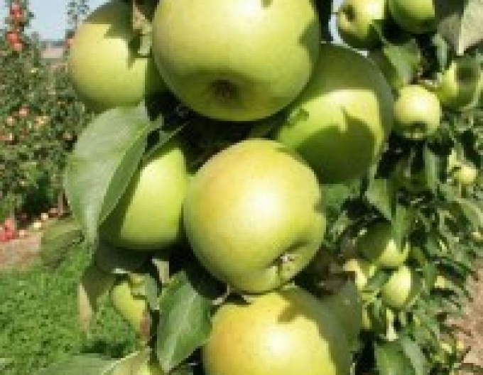 Pom de măr columnar Greencats toamnă