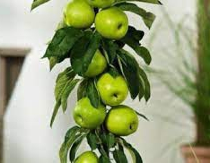 Pom de măr columnar Greencats toamnă