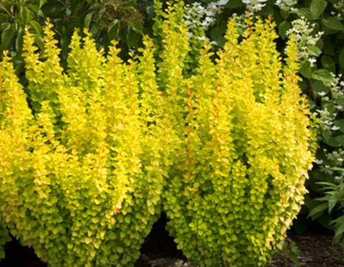 Berberis thunbergii "Golden Rocket"