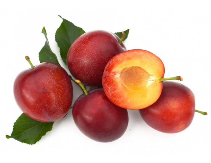 Prun siberian ´Kometa´, subsp. Myrobalan în libertate.